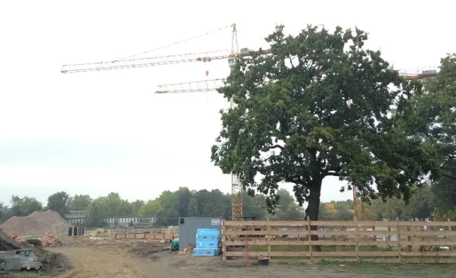 Baumschutz – GRÜN wirkt!