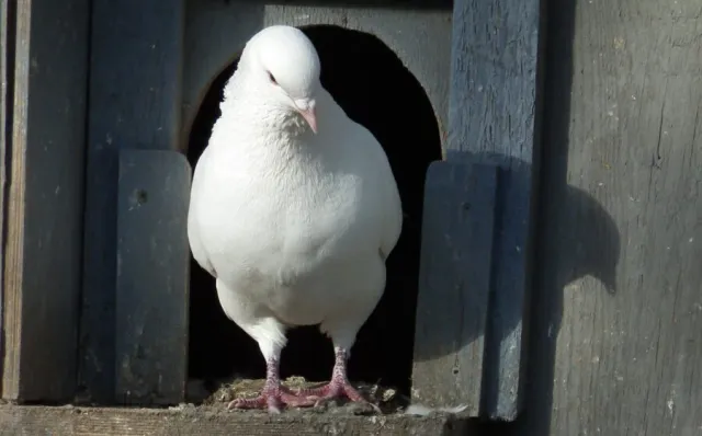 Taubenschläge am Worringer Platz / Hauptbahnhof und Münsterplatz